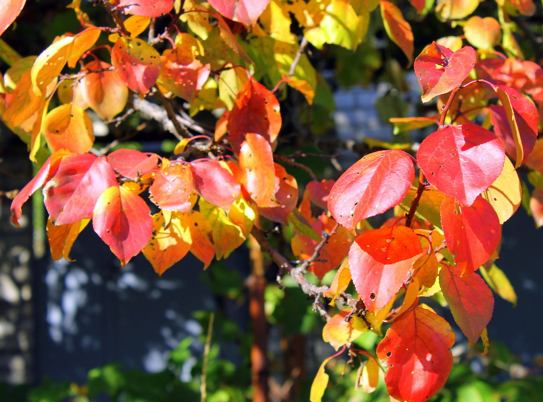 Осень сад наш украшает разноцветною листвой. - Валентина ツ ღ✿ღ