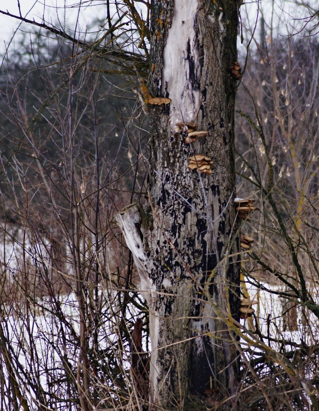 грибы среди зимы - ольга кривашеева