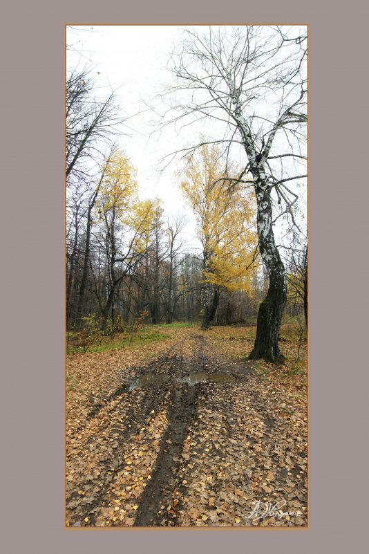 Осенний лес - Александр Жарахин