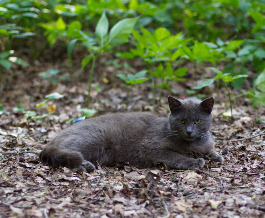 кот,который живет в лесу - Наталья Маркова
