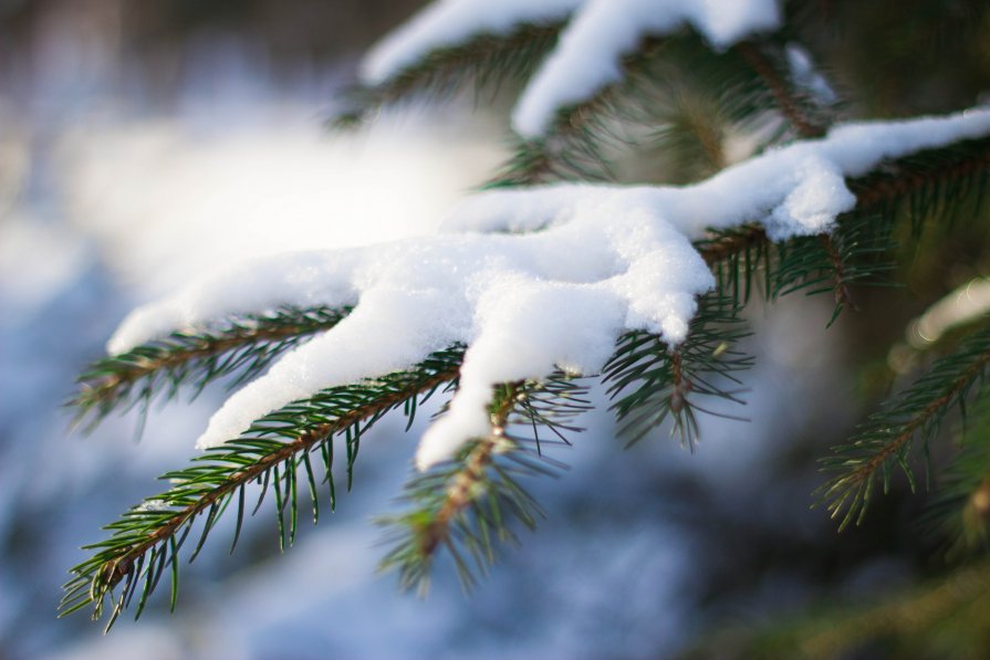 winter - Oksana Kalyuzhenko