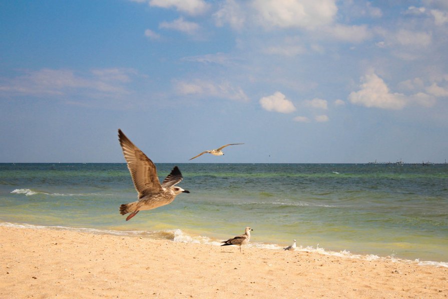 sea bird - Oksana Kalyuzhenko