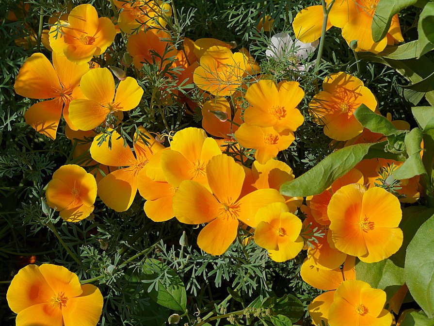 солнечные цветы - валерий телепов