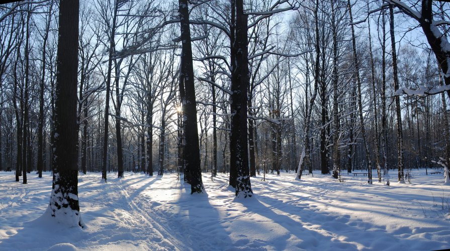Панорама зимнего леса - Мария Попова
