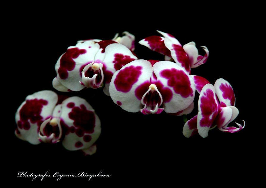 орхидея - Evgenia Biryukova