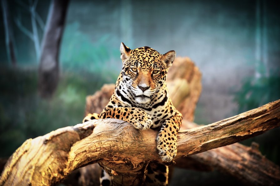 Leopard - Григорий Малашин