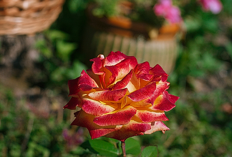 Двухцветная роза - Ирина Татьяничева