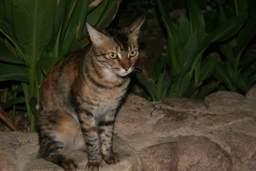Египетская кошка - Ирина Палий