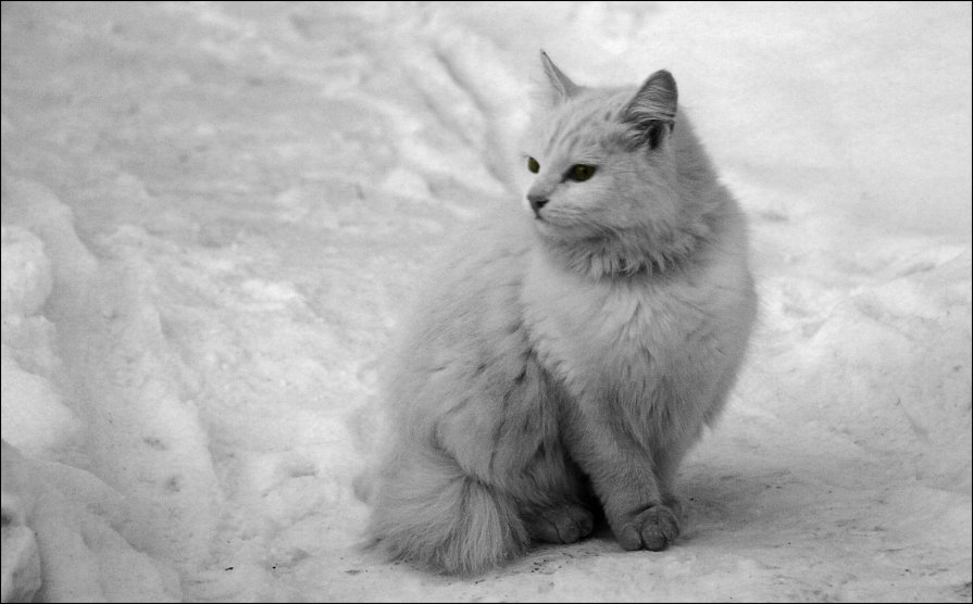 Уличный кот 09.02.13 - jynjy dfoty