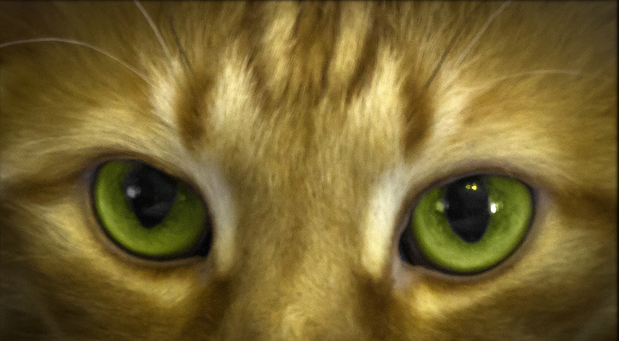 Cat's eyes - Олег Ионичев