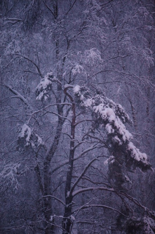 Зима из окна - Олег Лаврик