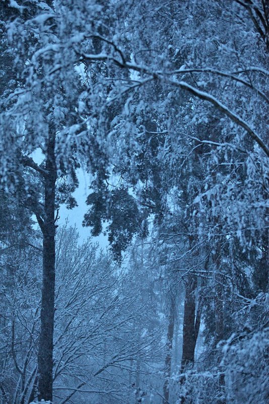 Зима из окна - Олег Лаврик
