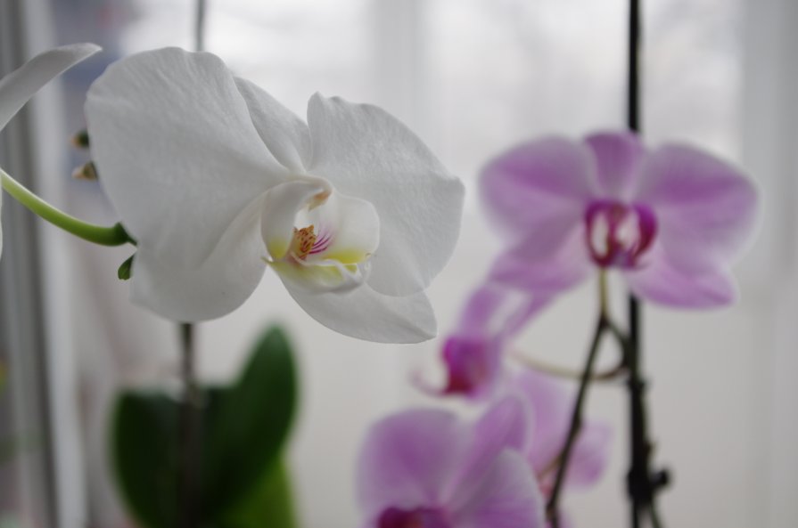 Орхидея - Диана Проценко