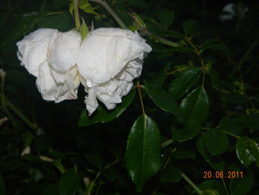 белые розы - Надежда Пономарева (Молчанова)