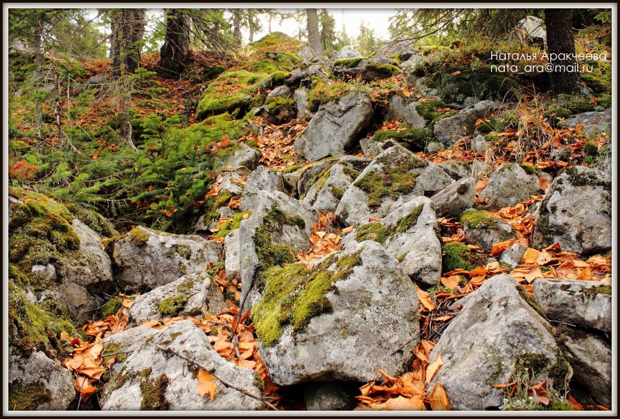 Осень в лесу - Наталья Аракчеева