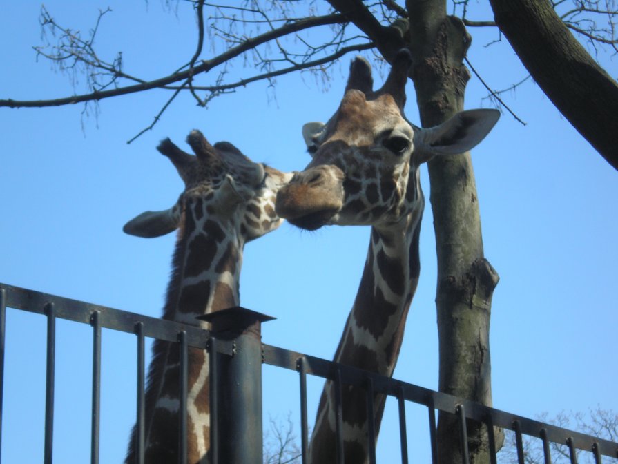 любовь в зоопарке - Лорис Глина