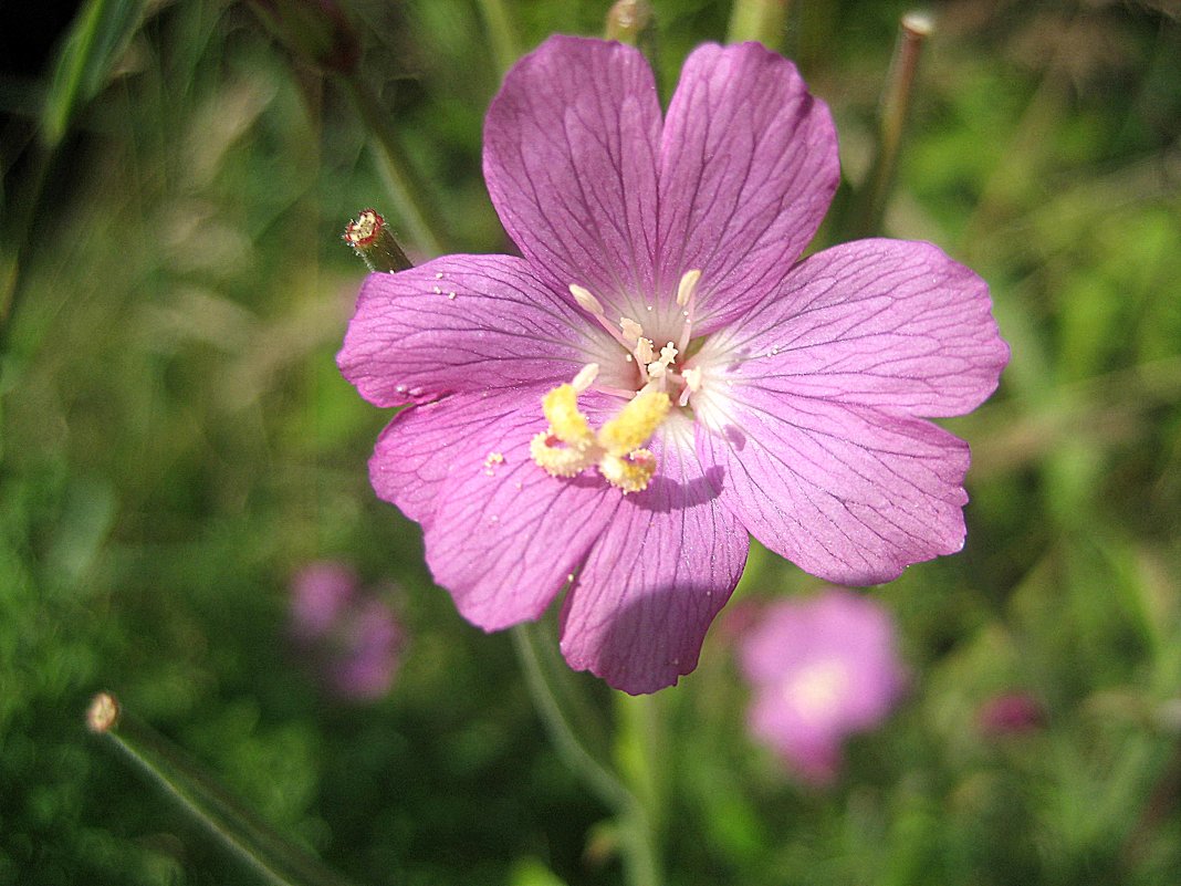 Geranium / Герань - laana laadas