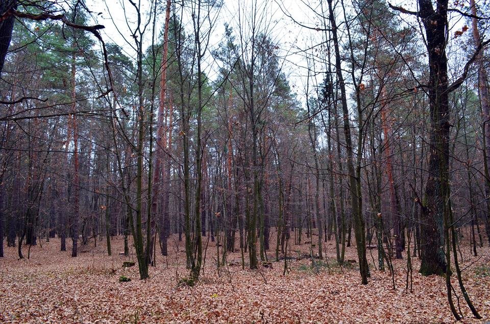Осенний лес - Ростислав 