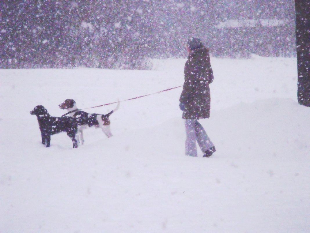 выгул собачек в снегопад - Анатолий Бугаев