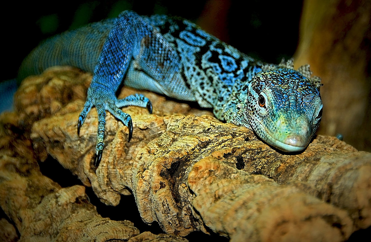 blaugefleckter baumwaran - Alexander Andronik