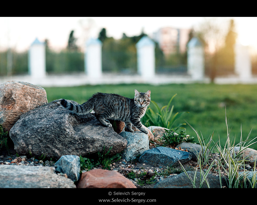 Кошка на прогулке - Сергей Селевич