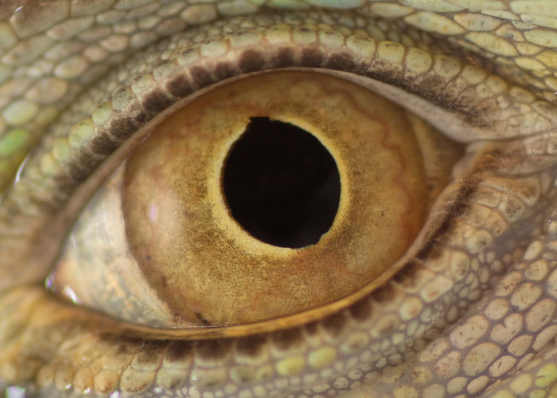 reptile eye - Алексей Петров