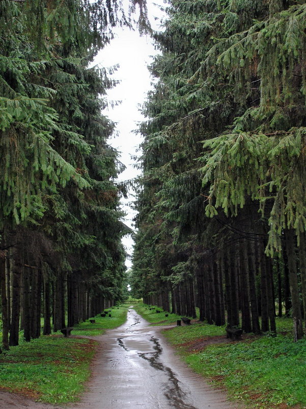 Краснокутский дендропарк. Аллея - Александр Резуненко