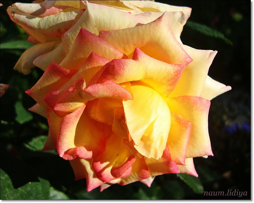Склонила головку красавица роза - Лидия (naum.lidiya)