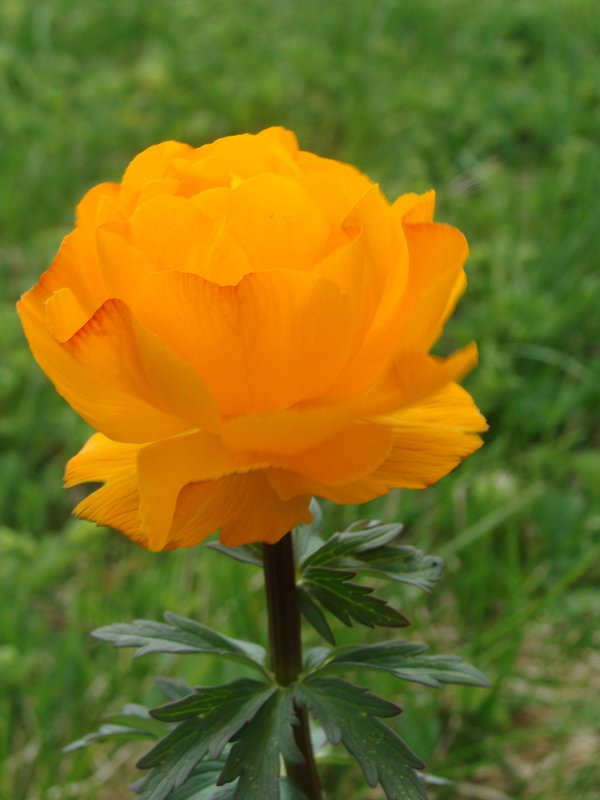 Trollius asiaticus - Сергей Глушко