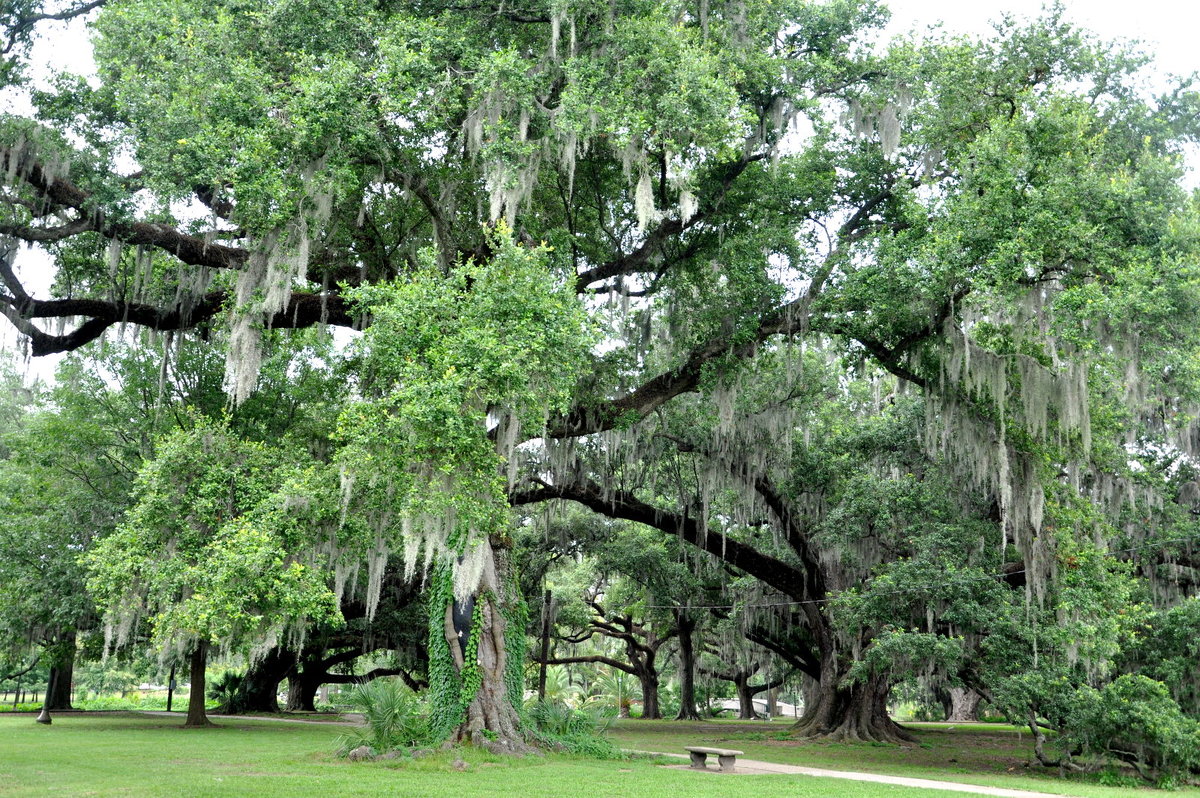 Парк. New Orleans - Ирина 