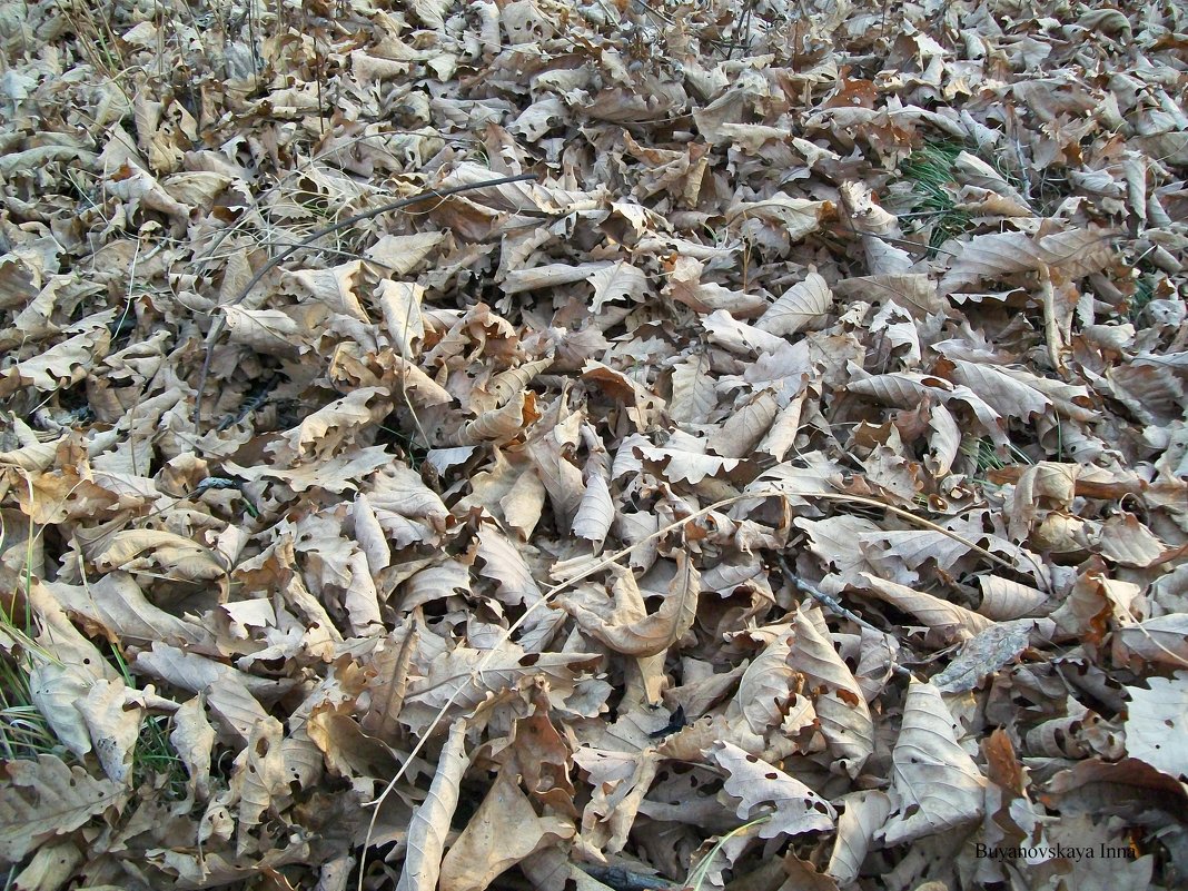 Ковёр из листьев - Инна Буян