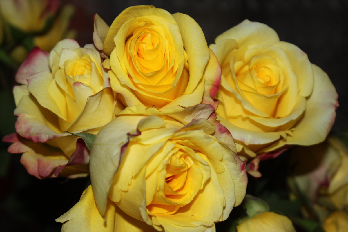 Букет из жёлтых роз - Людмила 