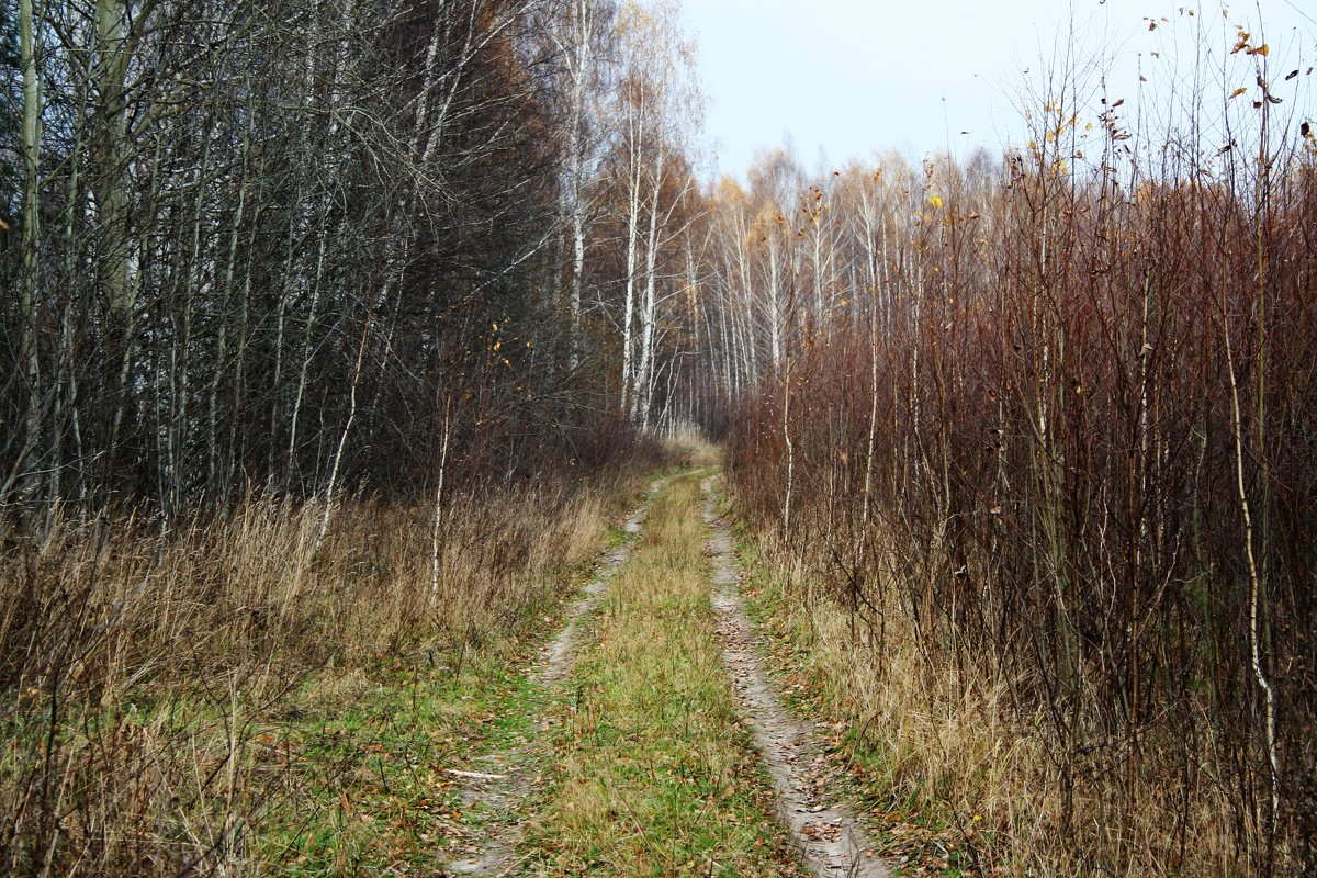 Дорога в лес - Damir Si