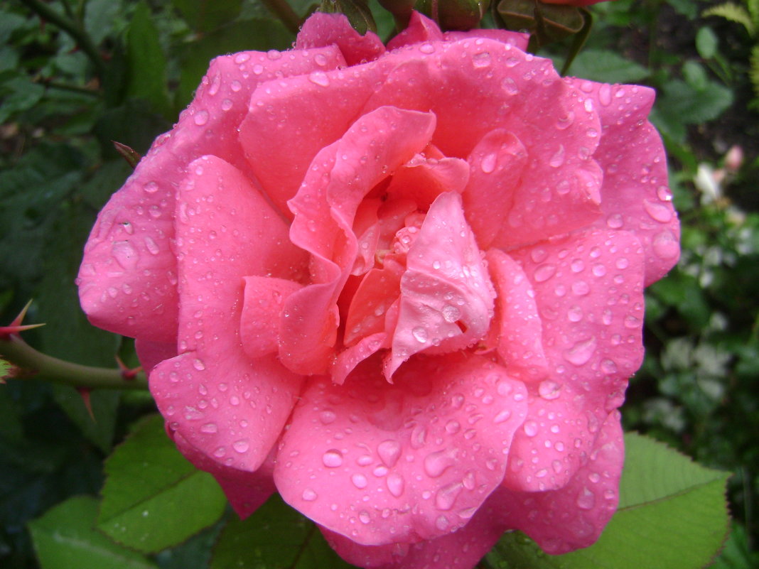 Роза после дождя - Анатолий 