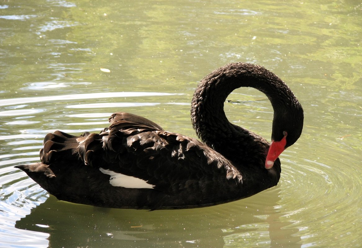 Чёрный лебедь - Natali8163 *