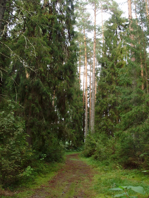 Лесная дорожка - Светлана из Провинции