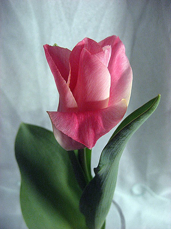 Tulip Miss Elegance - laana laadas