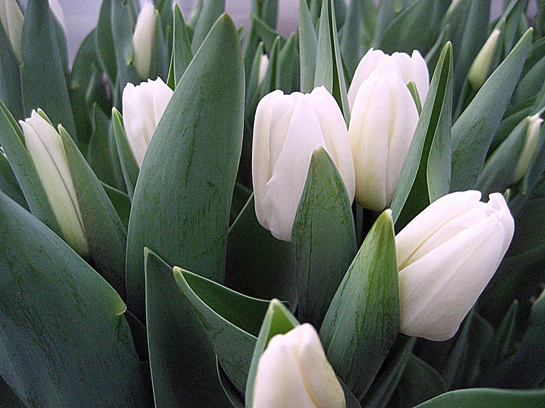 Белые тюльпаны - laana laadas