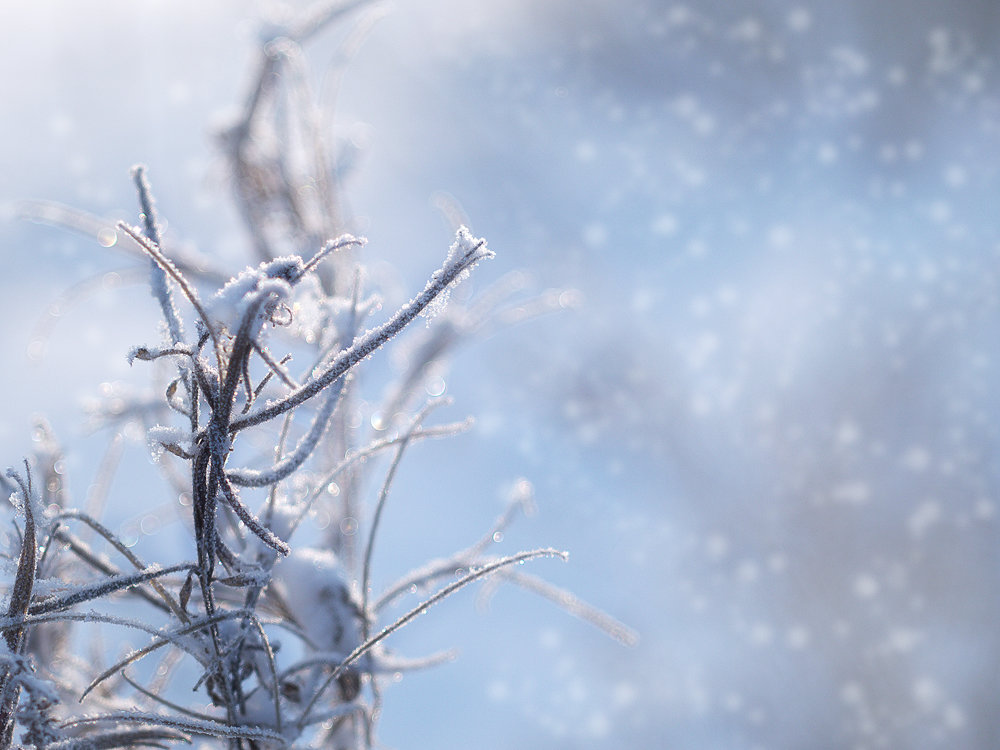 Зима, мороз и немножко фотошопа - Дмитрий Зубенин