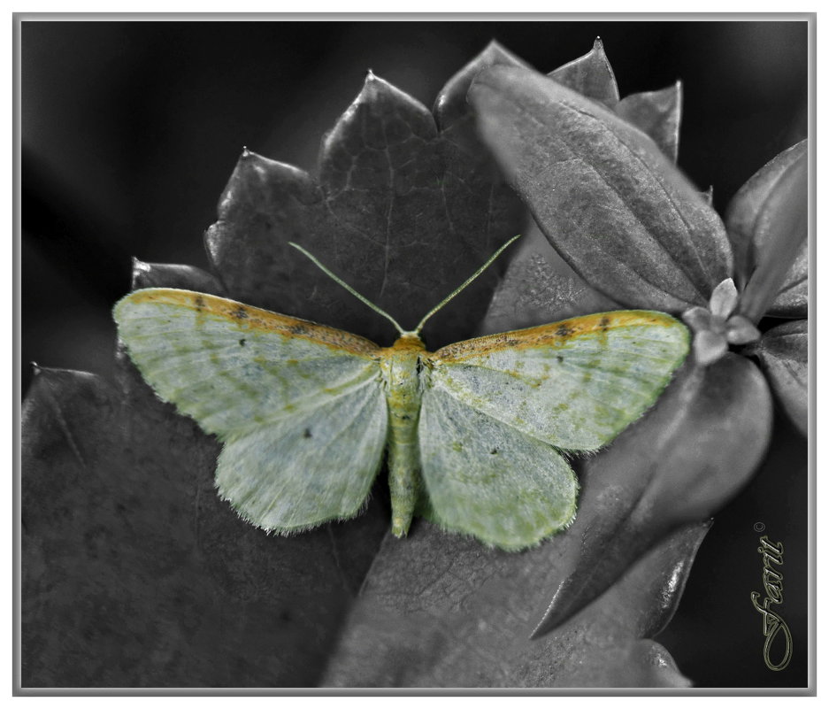 Бабочка - Фарит 