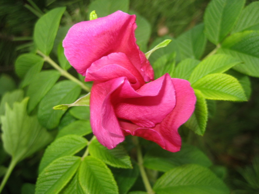 Rosa rugosa / Шиповник морщинистый - laana laadas