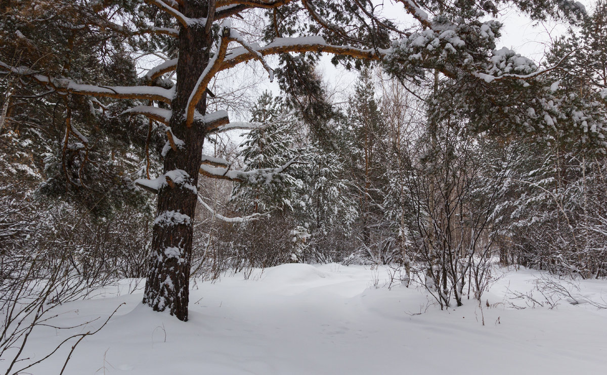Красота зимнего леса. - Kassen Kussulbaev