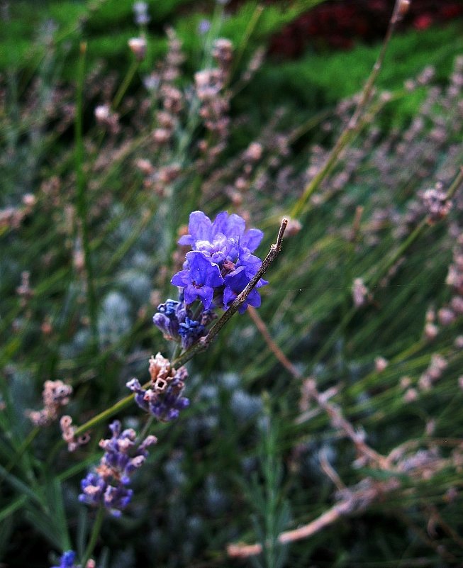 Синенький скромный цветочек...) - Natali 