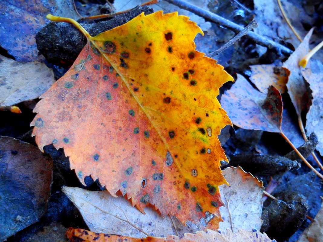 Осенний лист - оксана савина