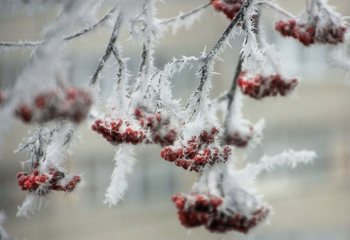Морозное дыхание зимы - Ната Волга