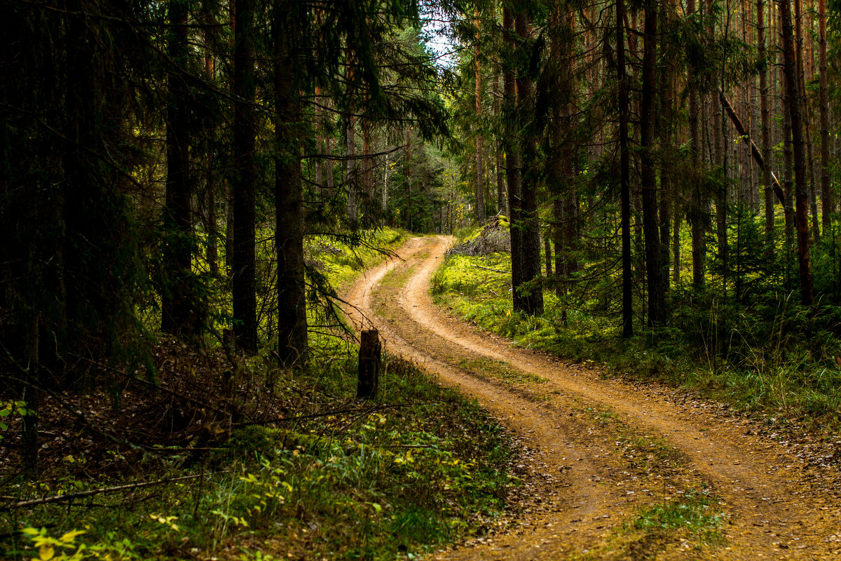 Дорога в лесу - Александр Фролов