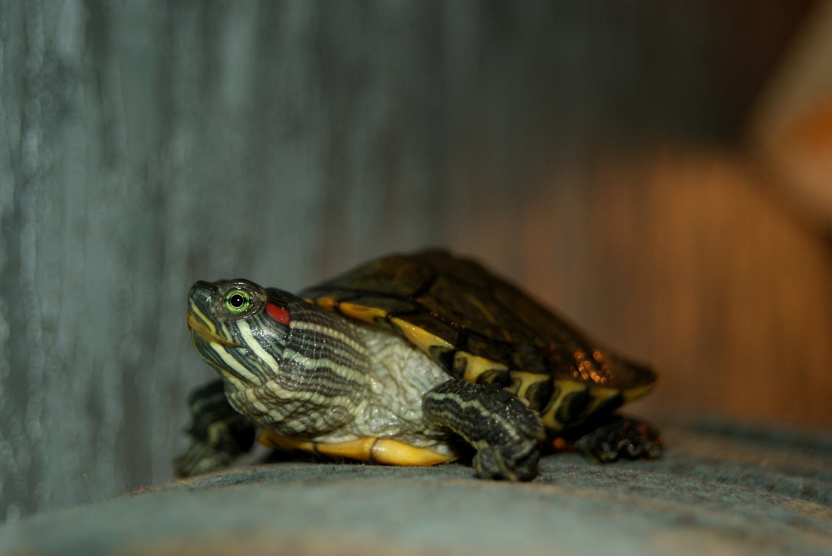 красноухая черепаха,Винтик - Galina Belugina