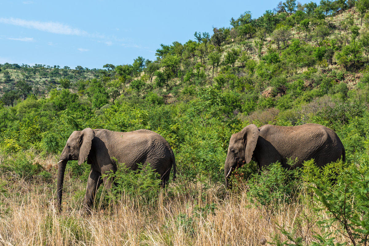 Слоны. Pilanesberg national park. ЮАР - Ирина Кеннинг