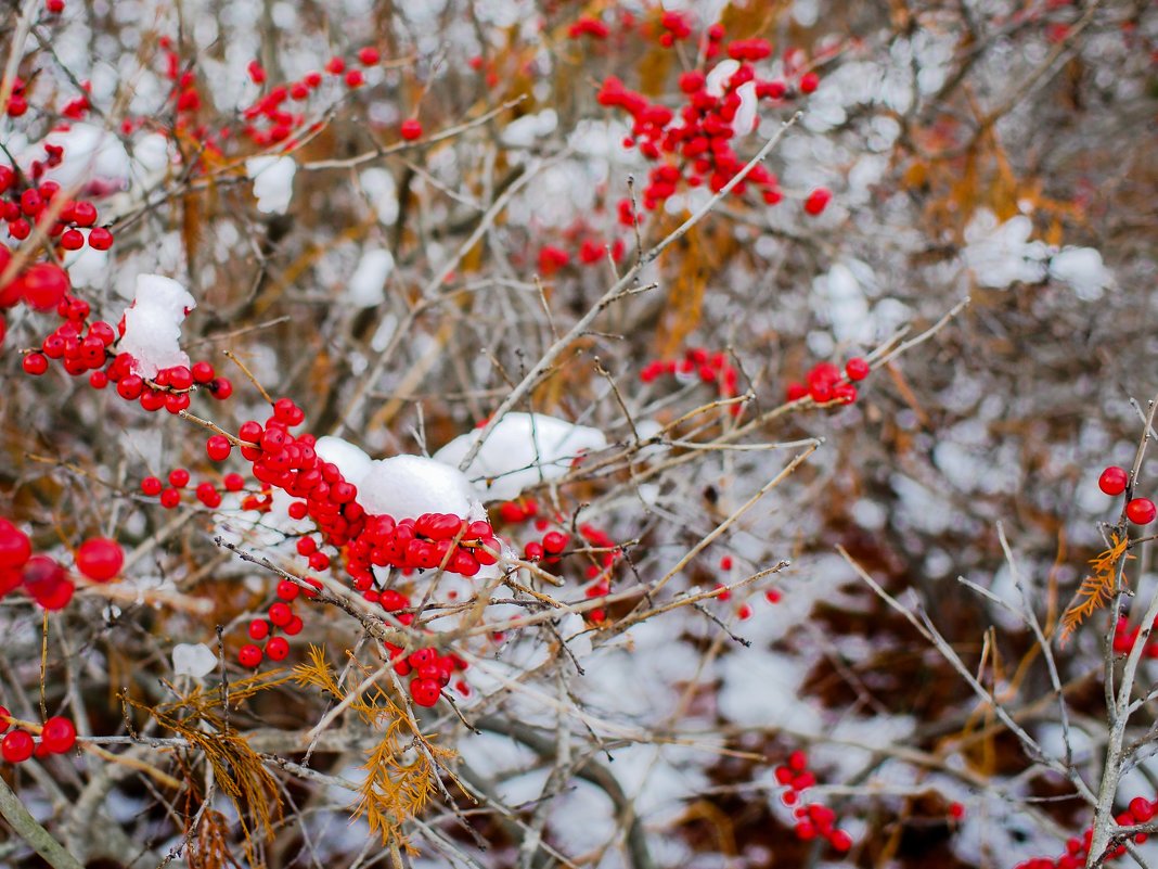 Longwood Garden - Vadim Raskin