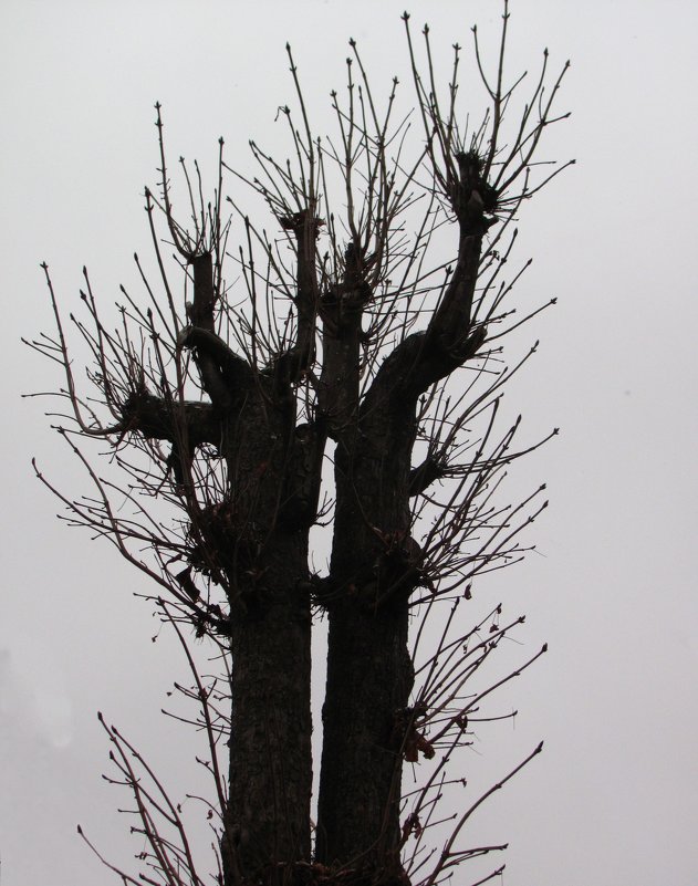 Зимнее дерево - super-krokus.tur ( Наталья )
